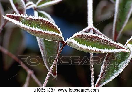 Stock Photo - Close-up of frosted leaves. Fotosearch