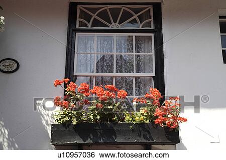 Close-up of Georgian window with red geraniums in black windowbox View Large Photo Image Stock Photograph - Close-up of Georgian window with red geraniums in black windowbox. Fotosearch