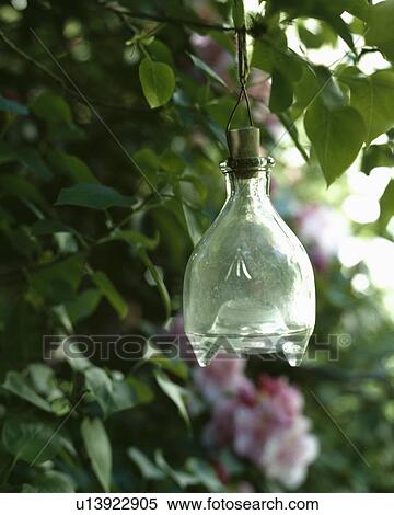 Close-up of glass wasp catcher View Large Photo Image Stock Photography - Close-up of glass wasp catcher. Fotosearch