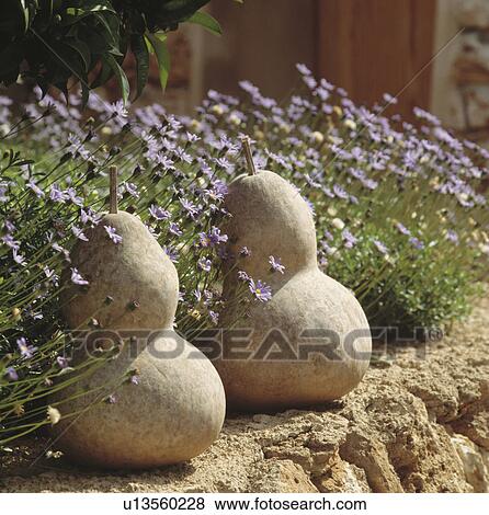 Stock Photo - Close-up of gourds and brachysome. Fotosearch
