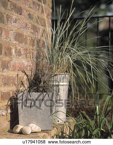 Close-up of grasses in pots on small town roof garden in summer View Large Photo Image Stock Photo - Close-up of grasses in pots on small town roof garden in summer. Fotosearch