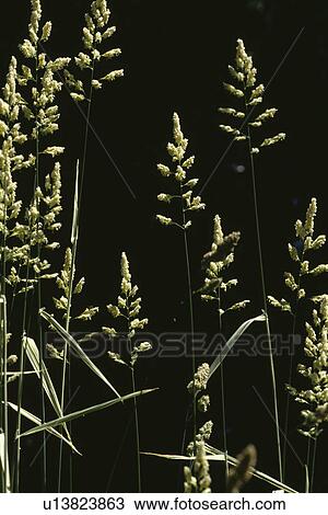 close-up of grasses View Large Photo Image Stock Image - close-up of grasses. Fotosearch