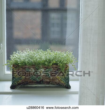 Stock Photograph - Close-up of green helzine in patterned ceramic pot on window sill. Fotosearch