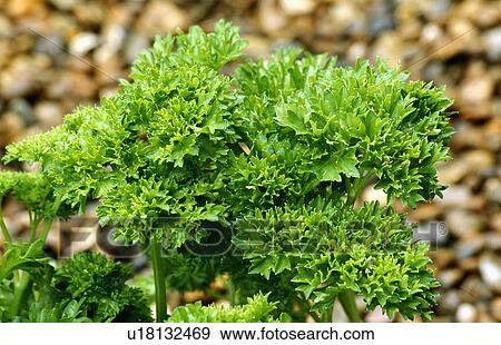 Stock Photo - Close-up of green leaves. Fotosearch
