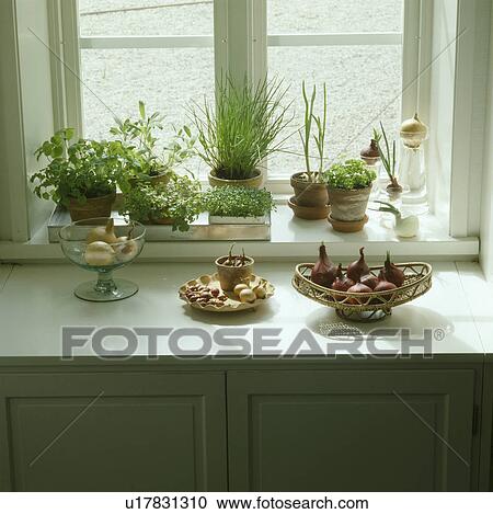 Close-up of herbs in terracotta pots on window sill View Large Photo Image Stock Image - Close-up of herbs in terracotta pots on window sill. Fotosearch
