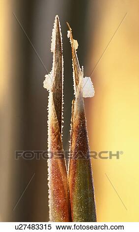 Stock Photography - Close-up of iris leaf with ice. Fotosearch
