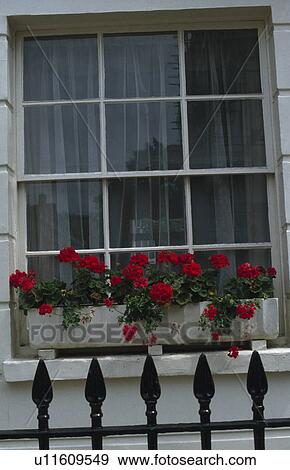 Close up of iron railings and red geraniums in windowbox below sash window View Large Photo Image Stock Photo - Close up of iron railings and red geraniums in windowbox below sash window. Fotosearch