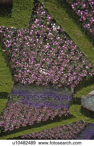 Stock Photo - Close up of knot garden with clipped box hedges interplanted with pink and blue flowering summer plants. Fotosearch