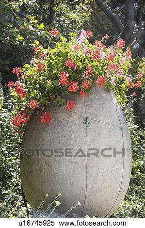 Close-up of large pithoi pot with red trailing geraniums View Large Photo Image Stock Photography - Close-up of large pithoi pot with red trailing geraniums. Fotosearch