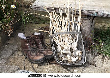Stock Photography - Close up of leather walking boots beside garlic bulbs in wooden trug. Fotosearch