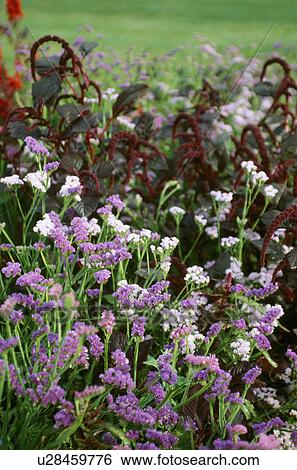 Close-up of mauve Limonium in summer border View Large Photo Image Stock Photograph - Close-up of mauve Limonium in summer border. Fotosearch