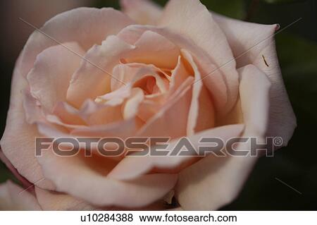 Close-up of New Dawn rose View Large Photo Image Stock Photo - Close-up of New Dawn rose. Fotosearch