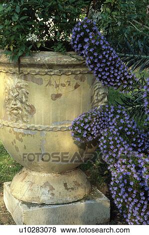 Close-up of old stone urn and echium View Large Photo Image Stock Photo - Close-up of old stone urn and echium. Fotosearch