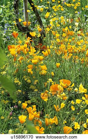 Close-up of orange Eschscholzia View Large Photo Image Stock Image - Close-up of orange Eschscholzia. Fotosearch