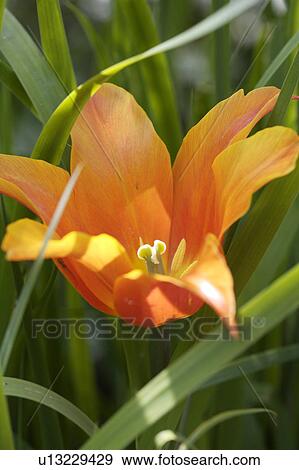 Close-up of orange tulip View Large Photo Image Stock Photo - Close-up of orange tulip. Fotosearch