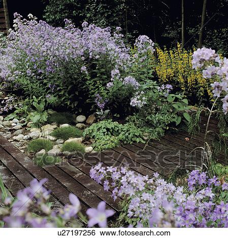 Close-up of pale blue campanulas in summer garden border View Large Photo Image Stock Photograph - Close-up of pale blue campanulas in summer garden border. Fotosearch