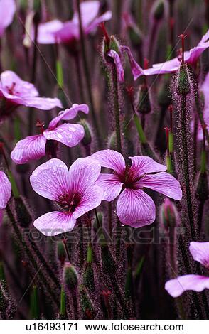 Close-up of pink Agrostemma View Large Photo Image Stock Image - Close-up of pink Agrostemma. Fotosearch