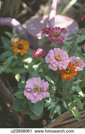 Close up of pink and orange zinnias View Large Photo Image Stock Image - Close up of pink and orange zinnias. Fotosearch