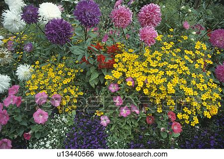 Close up of pink and purple annual asters with yellow bidens and pink petunias View Large Photo Image Stock Photograph - Close up of pink and purple annual asters with yellow bidens and pink petunias. Fotosearch