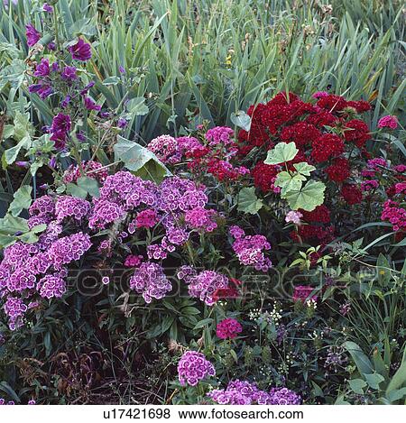 Close-up of pink and red Dianthus Barbatus View Large Photo Image Stock Photo - Close-up of pink and red Dianthus Barbatus. Fotosearch