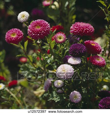 Stock Photo - Close-up of pink annual asters. Fotosearch