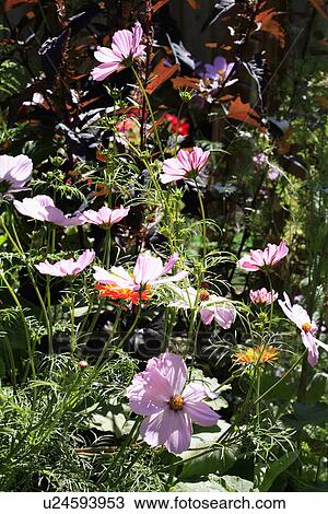Close up of pink cosmos in summer garden border View Large Photo Image Stock Image - Close up of pink cosmos in summer garden border. Fotosearch