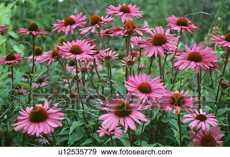 Close-up of pink echinacea in summer border View Large Photo Image Stock Photo - Close-up of pink echinacea in summer border. Fotosearch