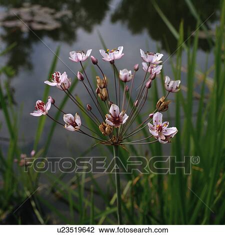 Stock Image - Close-up of pink flowering reed mace. Fotosearch
