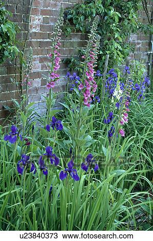 Stock Image - Close-up of pink foxgloves and blue irises. Fotosearch
