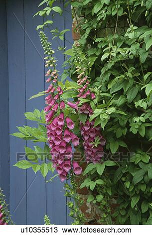 Stock Image - Close-up of pink foxgroves. Fotosearch