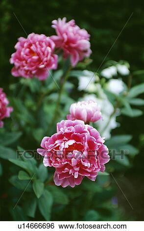 Stock Photograph - Close-up of pink paeonia Auguste Dessert. Fotosearch