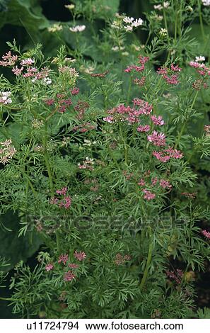 Close-up of pink perennial plant View Large Photo Image Picture - Close-up of pink perennial plant. Fotosearch