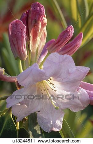 Close-up of pink rhododendron flower View Large Photo Image Stock Image - Close-up of pink rhododendron flower. Fotosearch