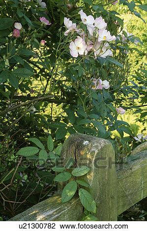 Stock Image - Close-up of pink rose and wooden fence. Fotosearch