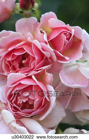 Stock Image - Close up of pink roses. Fotosearch