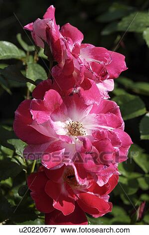 Close-up of pink roses View Large Photo Image Stock Photo - Close-up of pink roses. Fotosearch