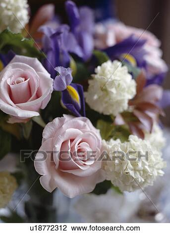 Close-up of pink roses with blue irises and white viburnum blossom in flower arrangement View Large Photo Image Stock Image - Close-up of pink roses with blue irises and white viburnum blossom in flower arrangement. Fotosearch