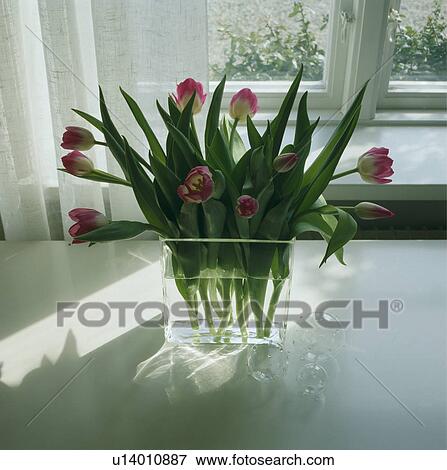 Close-up of pink tulips in glass vase View Large Photo Image Stock Photo - Close-up of pink tulips in glass vase. Fotosearch