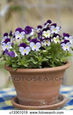 Stock Photo - Close-up of purple and mauve violas in terracotta pot. Fotosearch