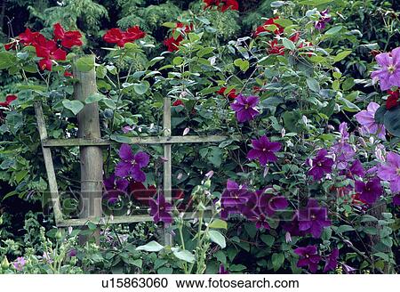 Stock Image - Close-up of purple clematis on wooden fence. Fotosearch