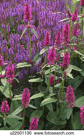 Stock Image - Close-up of purple loosestrife. Fotosearch
