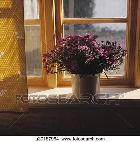 Picture - Close-up of purple Michaelmas daisies on window sill. Fotosearch