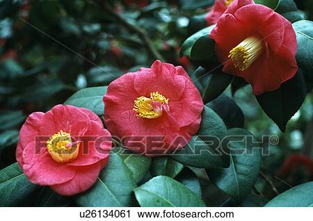 Close-up of red camellia View Large Photo Image Stock Image - Close-up of red camellia. Fotosearch