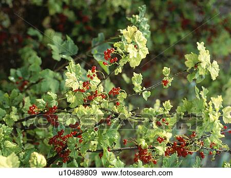 Close up of red currants growing on currant shrub View Large Photo Image Stock Photo - Close up of red currants growing on currant shrub. Fotosearch