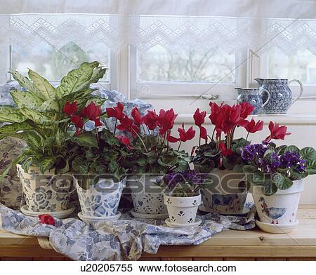 Stock Photography - Close-up of red cyclamen and purple African Violets in blue+white pots. Fotosearch