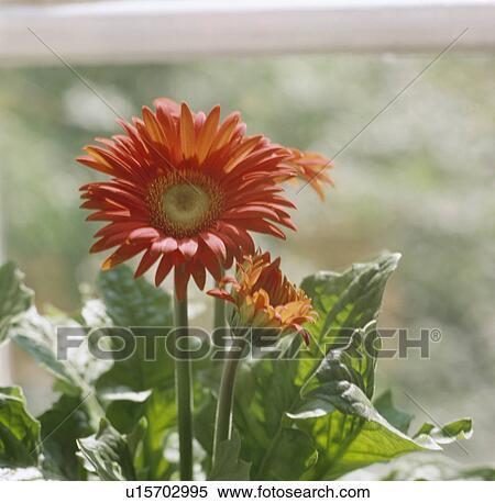 Close-up of red gerbera View Large Photo Image Stock Photography - Close-up of red gerbera. Fotosearch