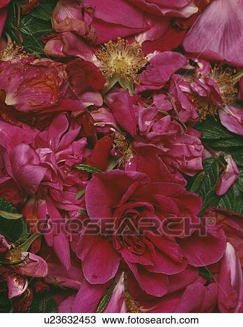 Close-up of red rose flower and petals View Large Photo Image Stock Image - Close-up of red rose flower and petals. Fotosearch