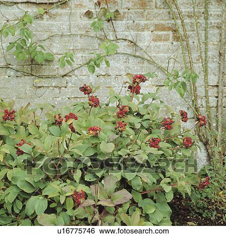 Close-up of shrub with red berries View Large Photo Image Stock Photograph - Close-up of shrub with red berries. Fotosearch