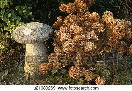 Close-up of staddlestones in Autumn garden View Large Photo Image Stock Photo - Close-up of staddlestones in Autumn garden. Fotosearch