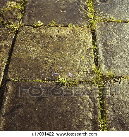 Close-up of stone paving in country garden View Large Photo Image Stock Image - Close-up of stone paving in country garden. Fotosearch
